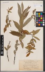 Foto von Salix daphnoides Vill.